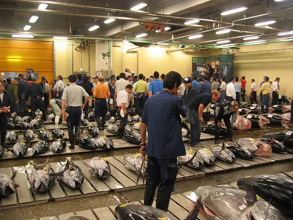 Bluefin tuna from the year's first auction at Toyosu (Tokyo, 2026)