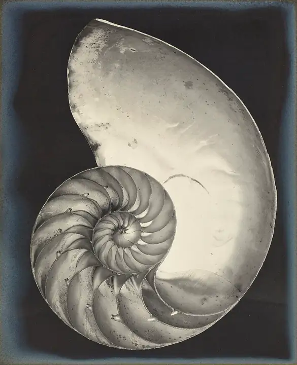 Photograph "Nautilus", Edward Weston (1927)